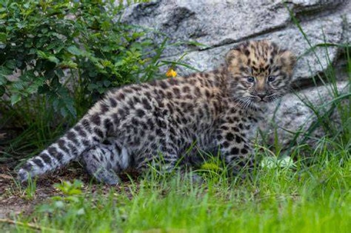 Are amur leopard cubs?