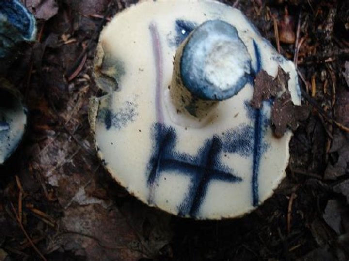 Are blue staining boletes edible?