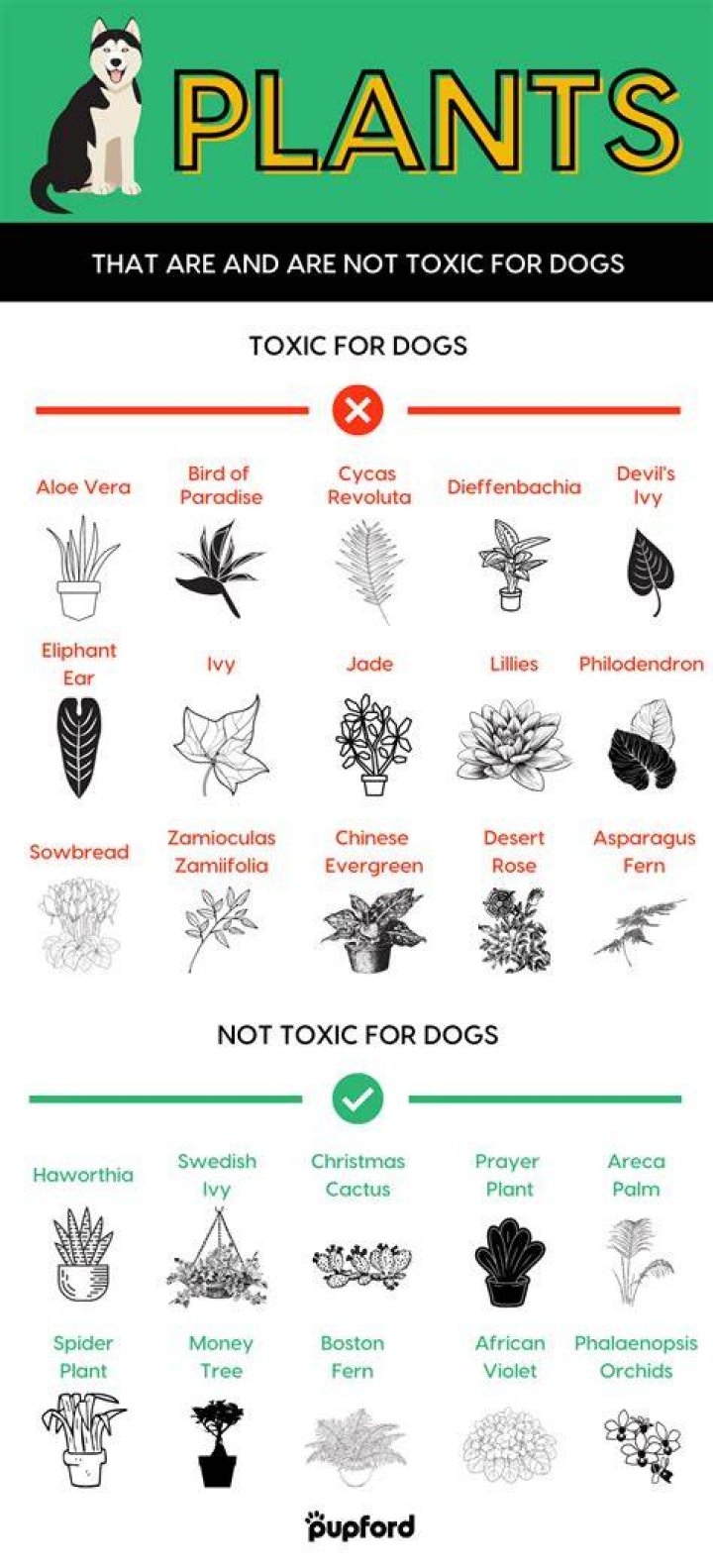 Are buddleia poisonous to dogs?