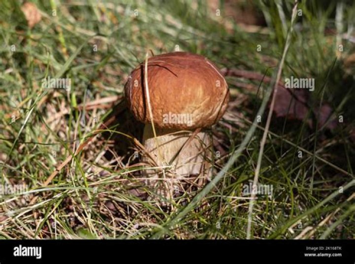 Are ceps and porcini the same?