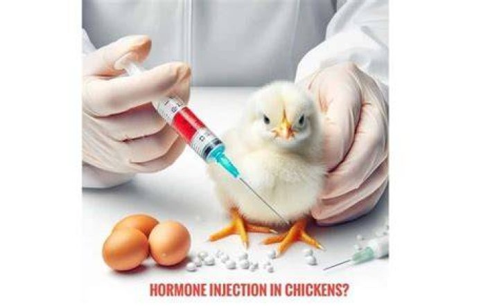 Are chickens injected with hormones?