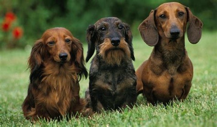 Are dachshunds well behaved?