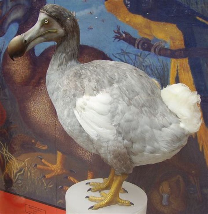 Are dodo bird dumb?