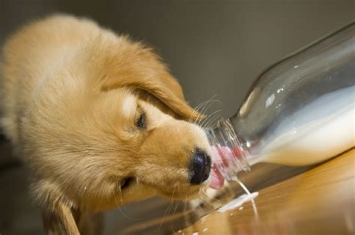 Are dogs allowed milk?