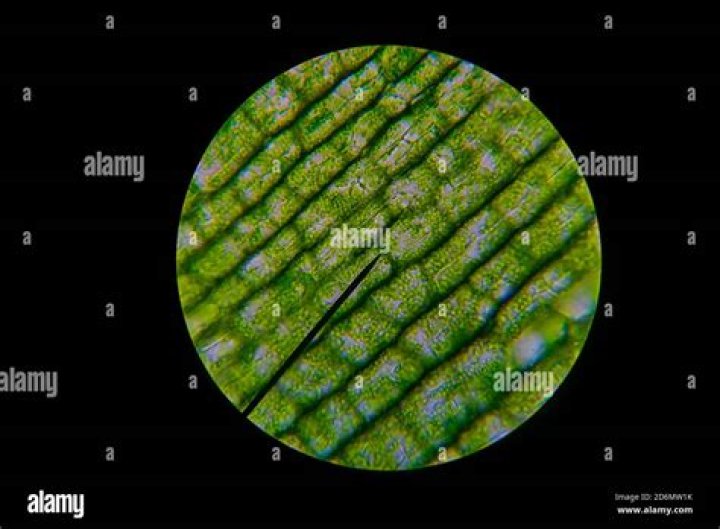 Are elodea single celled?