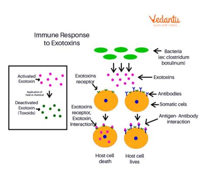 Are endotoxins secreted from the cell?