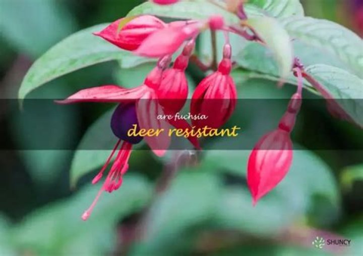 Are fuchsia deer resistant?