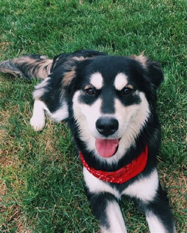 Are goberians good dogs?