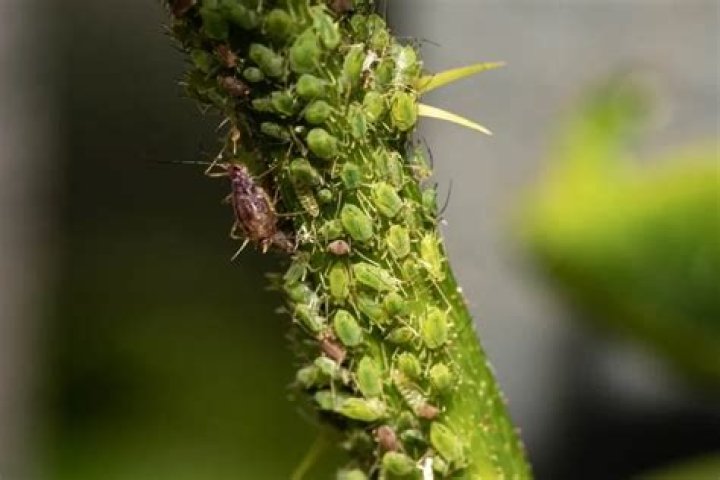 Are greenfly bad for roses?