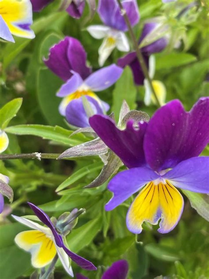 Are heartsease flowers edible?