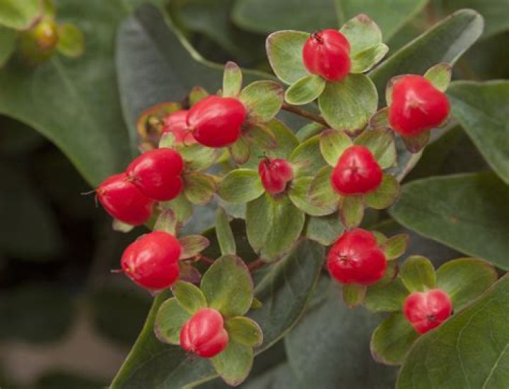 Are hypericum berries toxic to dogs?