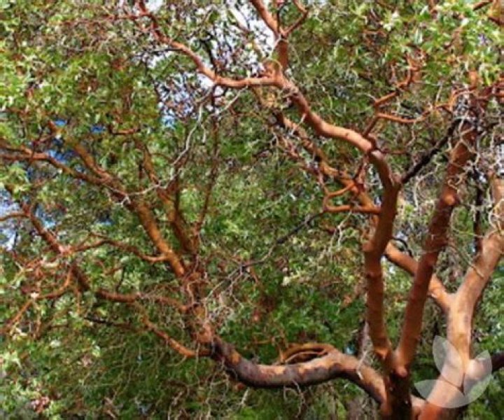 Are madrone trees evergreen?