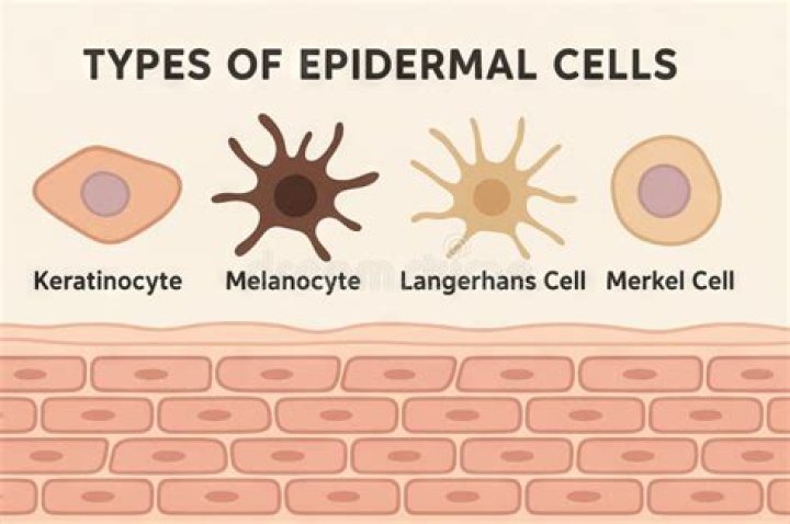 Are melanocytes epithelial cells?