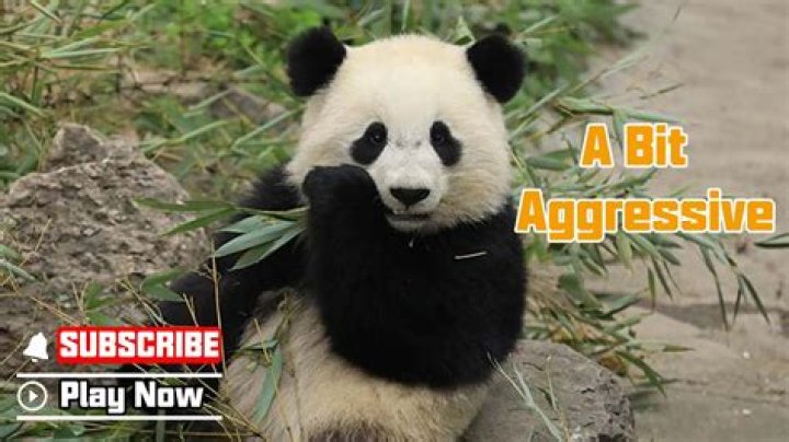 Are pandas ever aggressive?