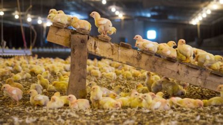 Are perdue chickens processed in china?