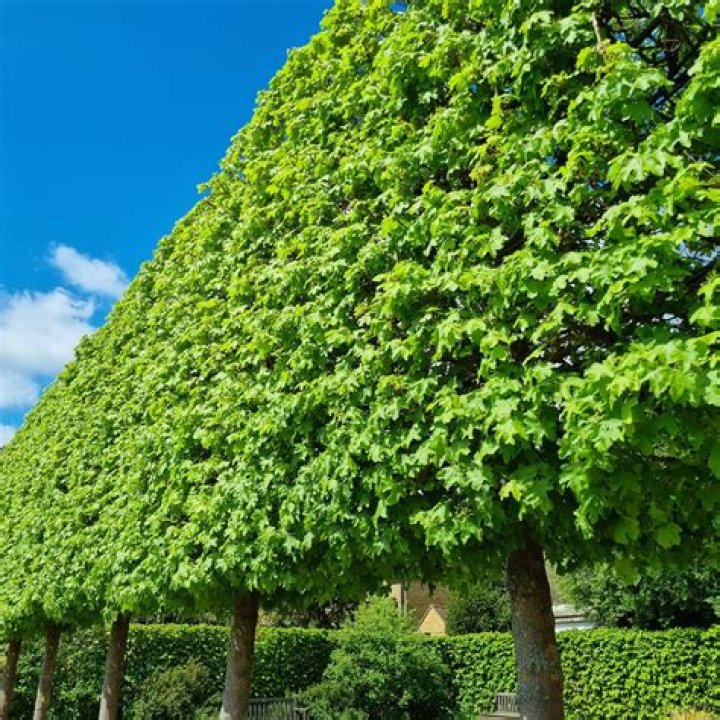 Are pleached trees worth it?