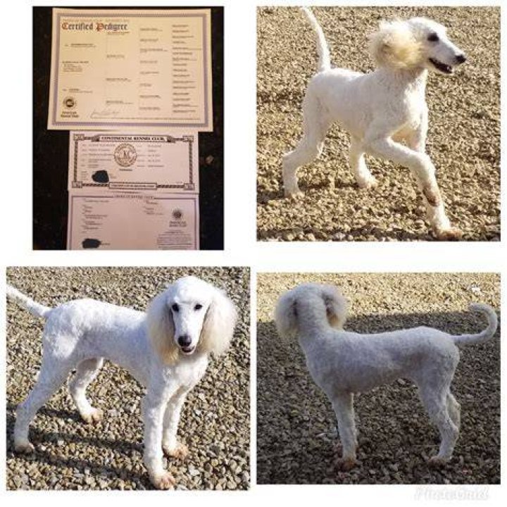 Are poodles high strung?