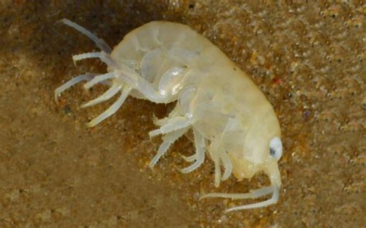 Are sea lice in the sand?