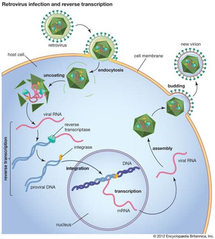Are viruses reverse transcriptase?