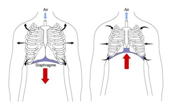 At the time of inspiration the diaphragm?