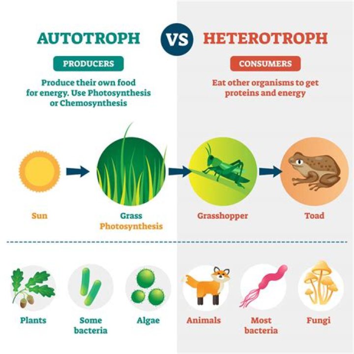 Can a plant be an autotroph?
