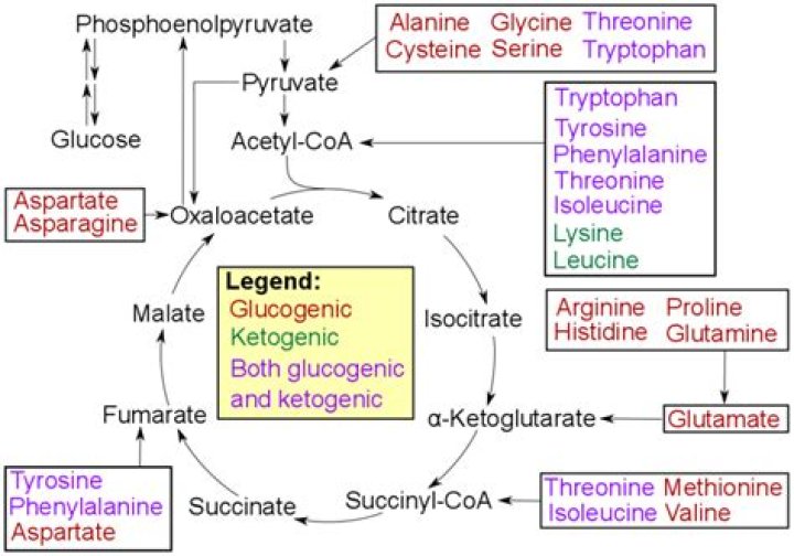 Can an amino acid be both glucogenic and ketogenic?