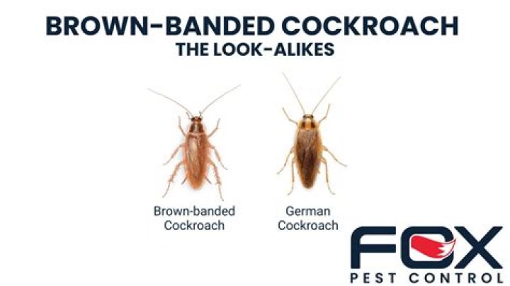 Can brown-banded roaches bite?