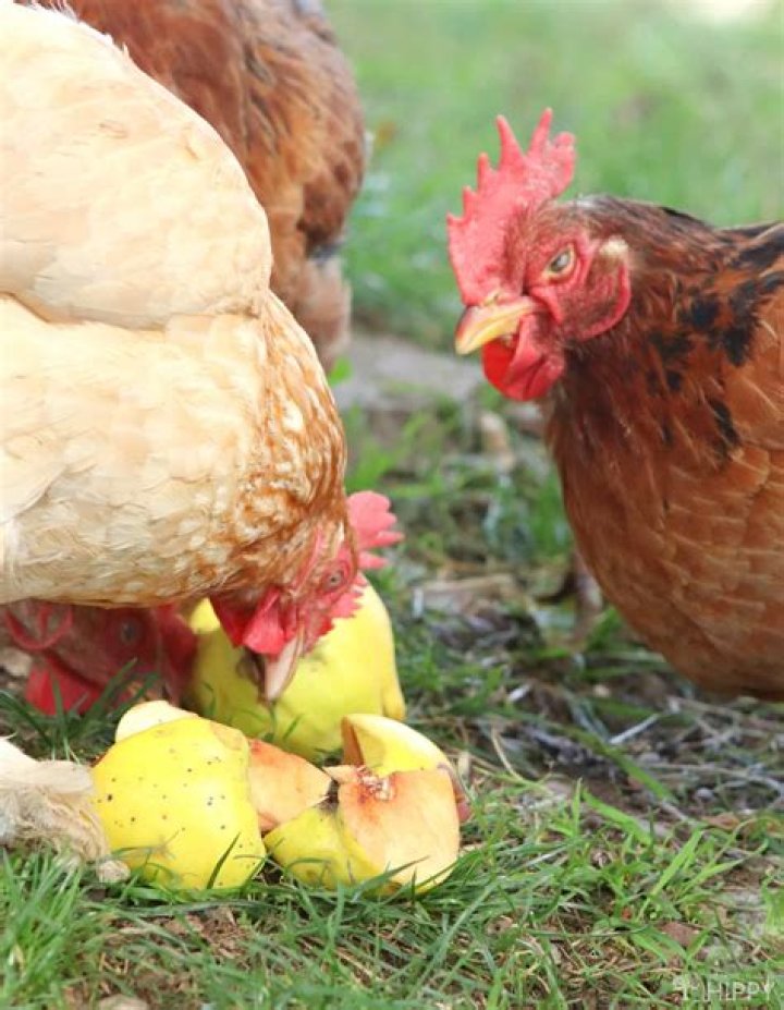 Can chickens eat toes?
