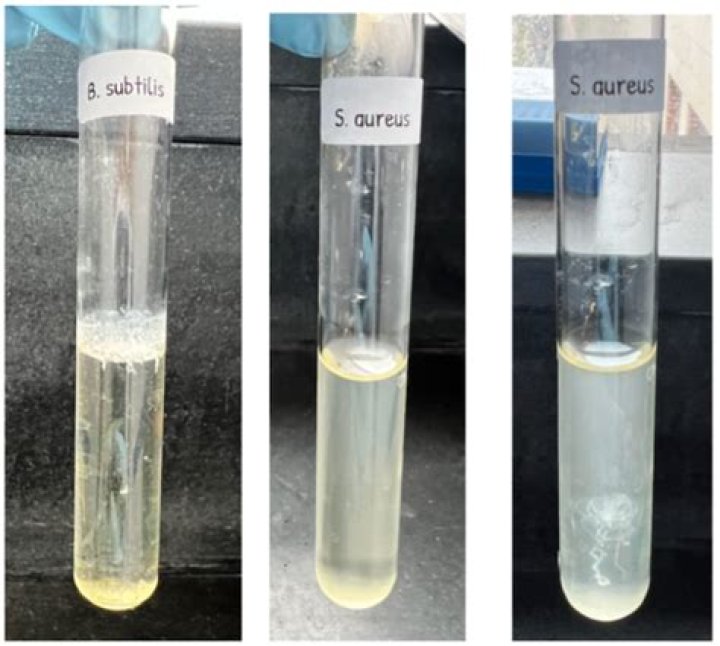 Can colony formation be observed in liquid broth?