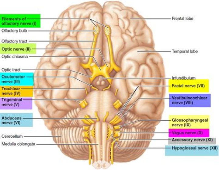 Can cranial nerves regenerate?
