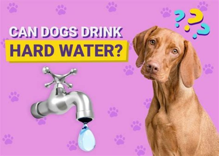 Can dogs drink stagnant water?