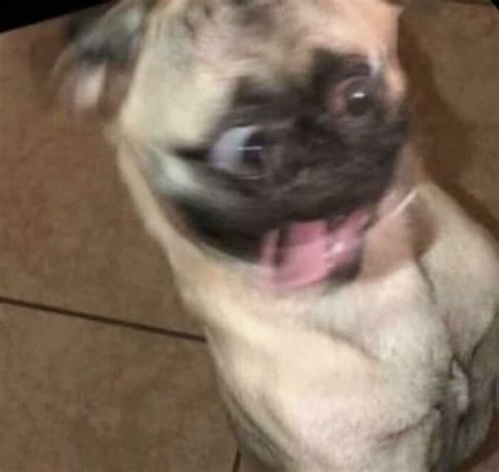 Can dogs get too excited?