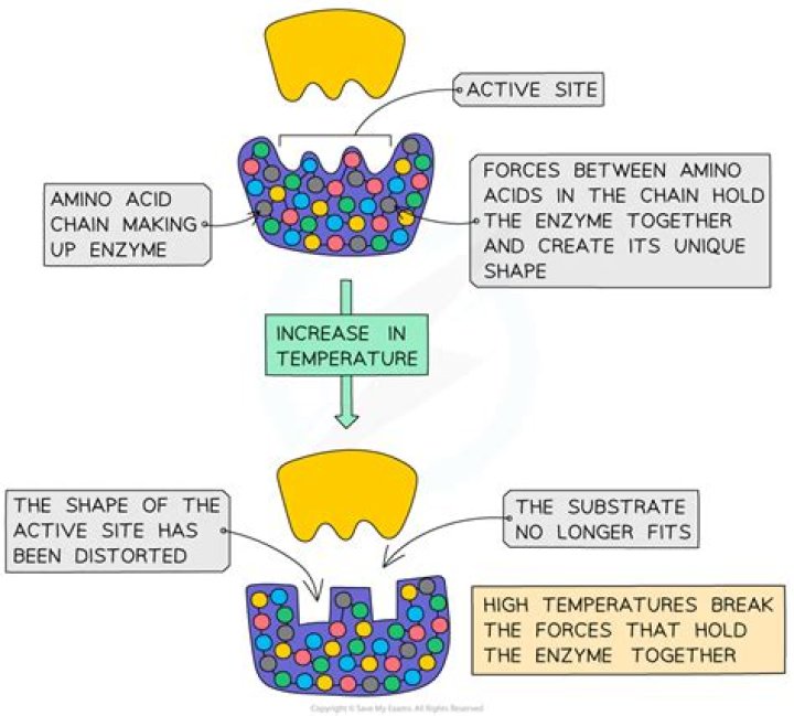 Can enzymes be denatured?