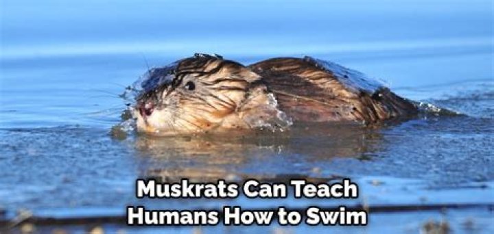 Can humans eat muskrat?