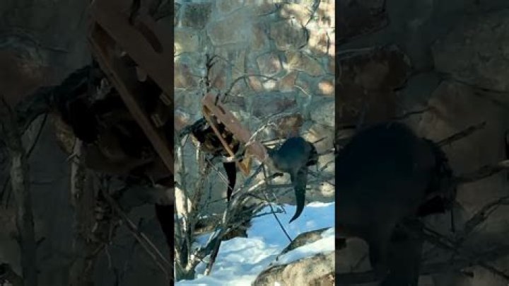 Can otters climb trees?