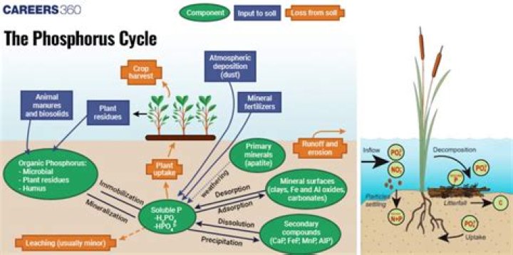 Can phosphorus be assimilated by plants?
