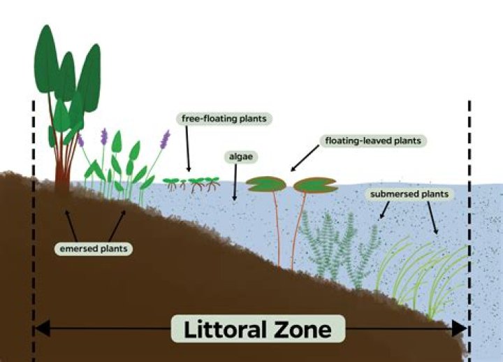 Can plants grow in littoral zone?