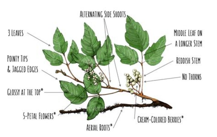 Can poison ivy have thorns?