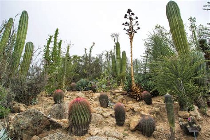 Can saguaros live in california?
