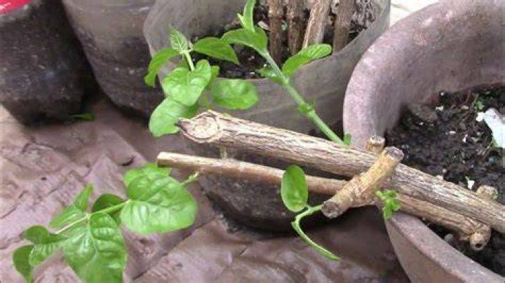 Can sampaguita grow indoors?