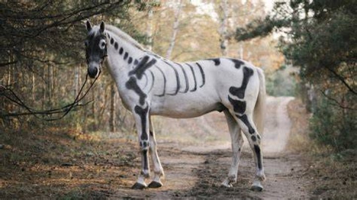 Can skeleton horses breed?