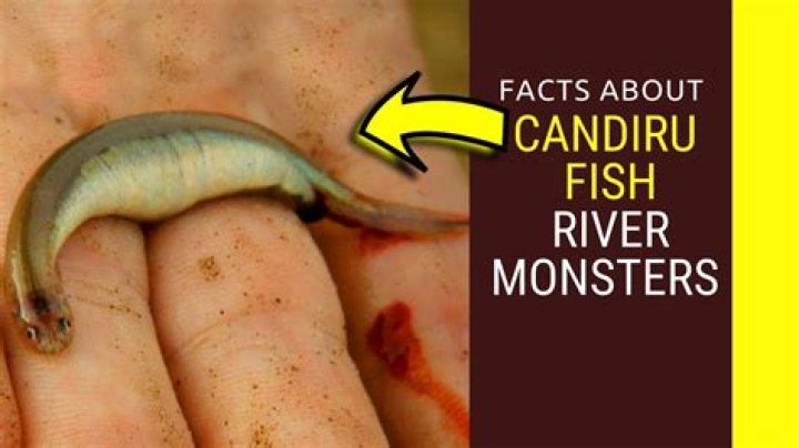 Can the candiru kill you?