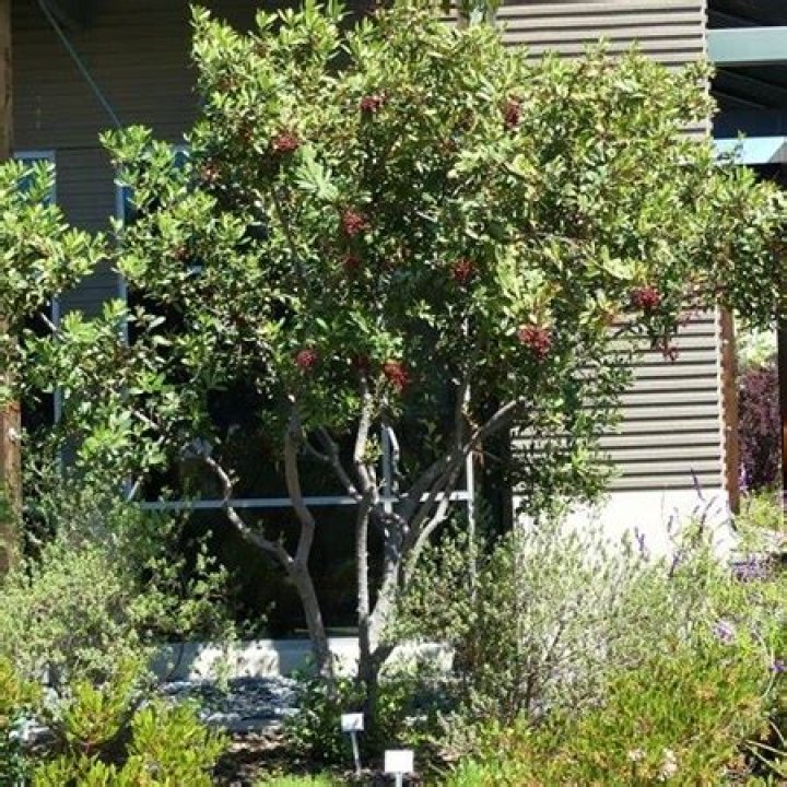 Can toyon be pruned?