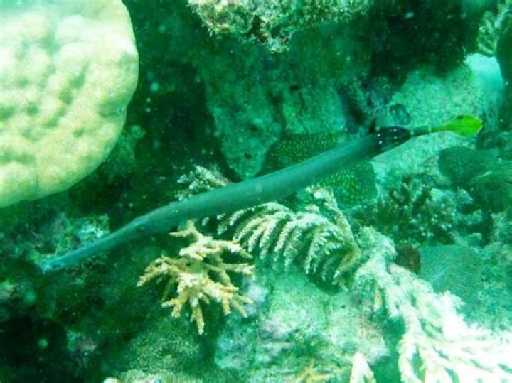 Can you eat cornetfish?