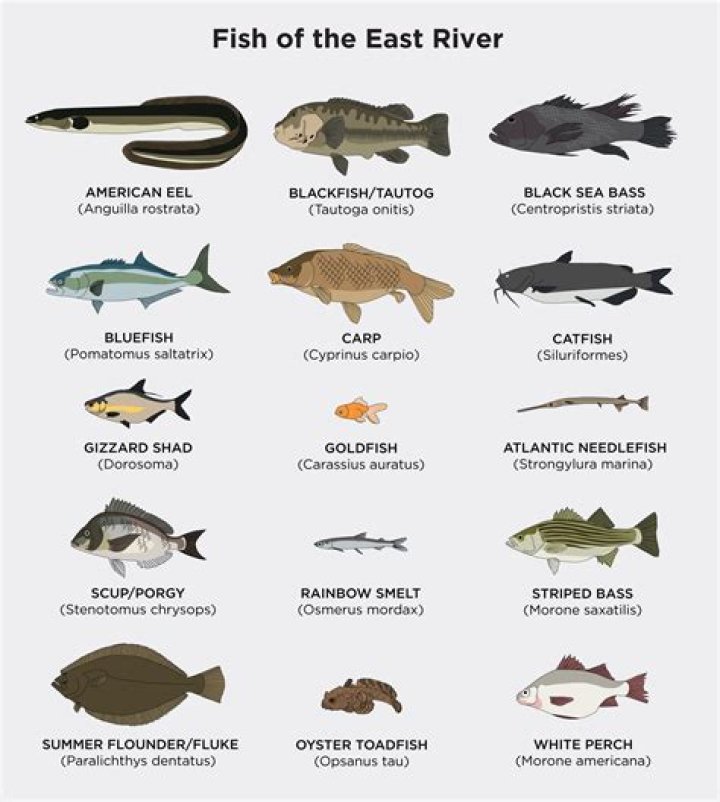 Can you eat fish from east river?
