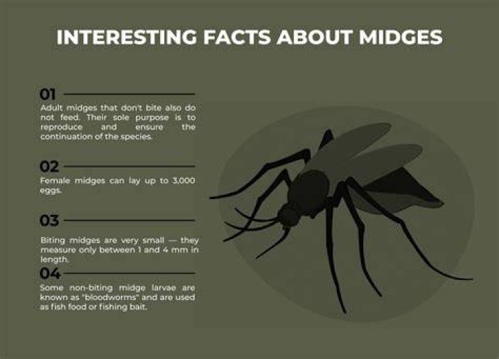 Can you get rid of midges?