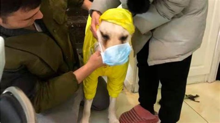 Can you give your dog covid?