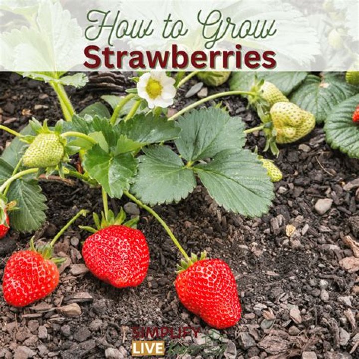 Can you grow strawberries in a topsy turvy?