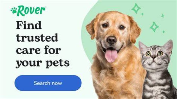 Can you let your cat wander?