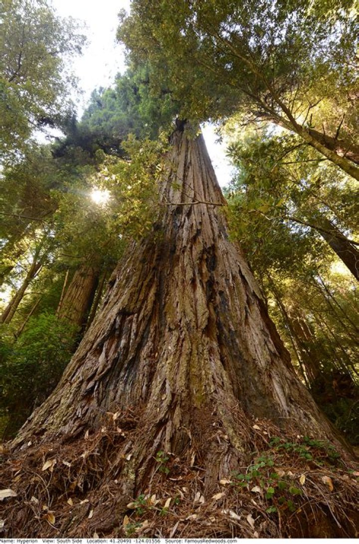 Can you visit hyperion tree?